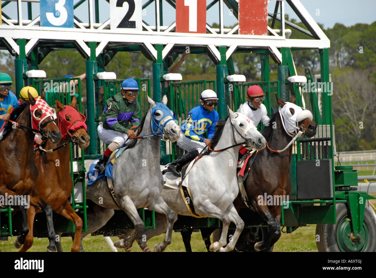 Corse di cavalli purosangue Tampa Bay Downs Florida FL Tampa Foto Stock