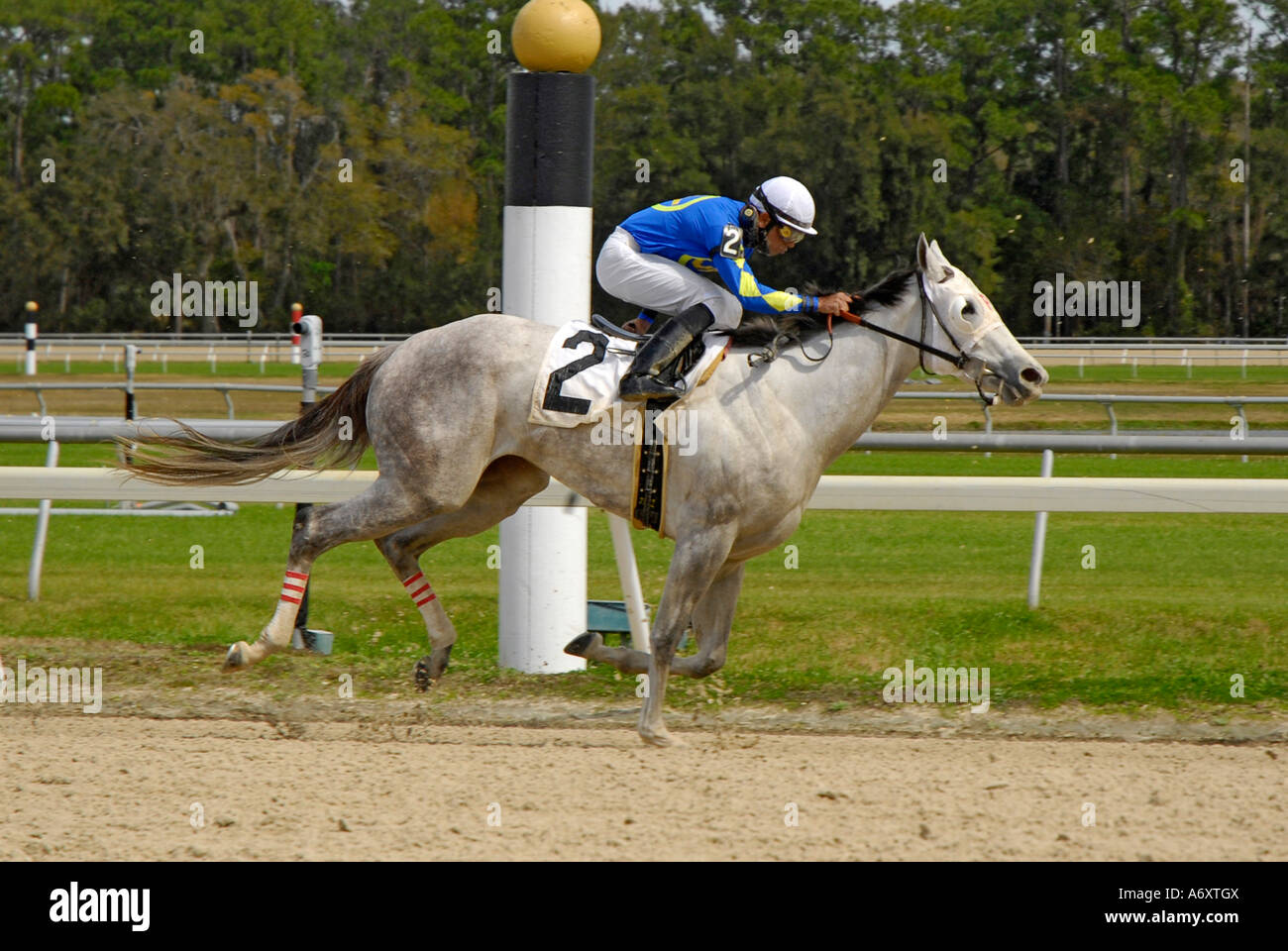 Corse di cavalli purosangue Tampa Bay Downs Florida FL Tampa Foto Stock