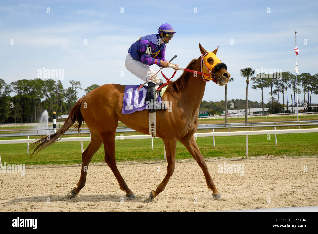 Corse di cavalli purosangue Tampa Bay Downs Florida FL Tampa Foto Stock