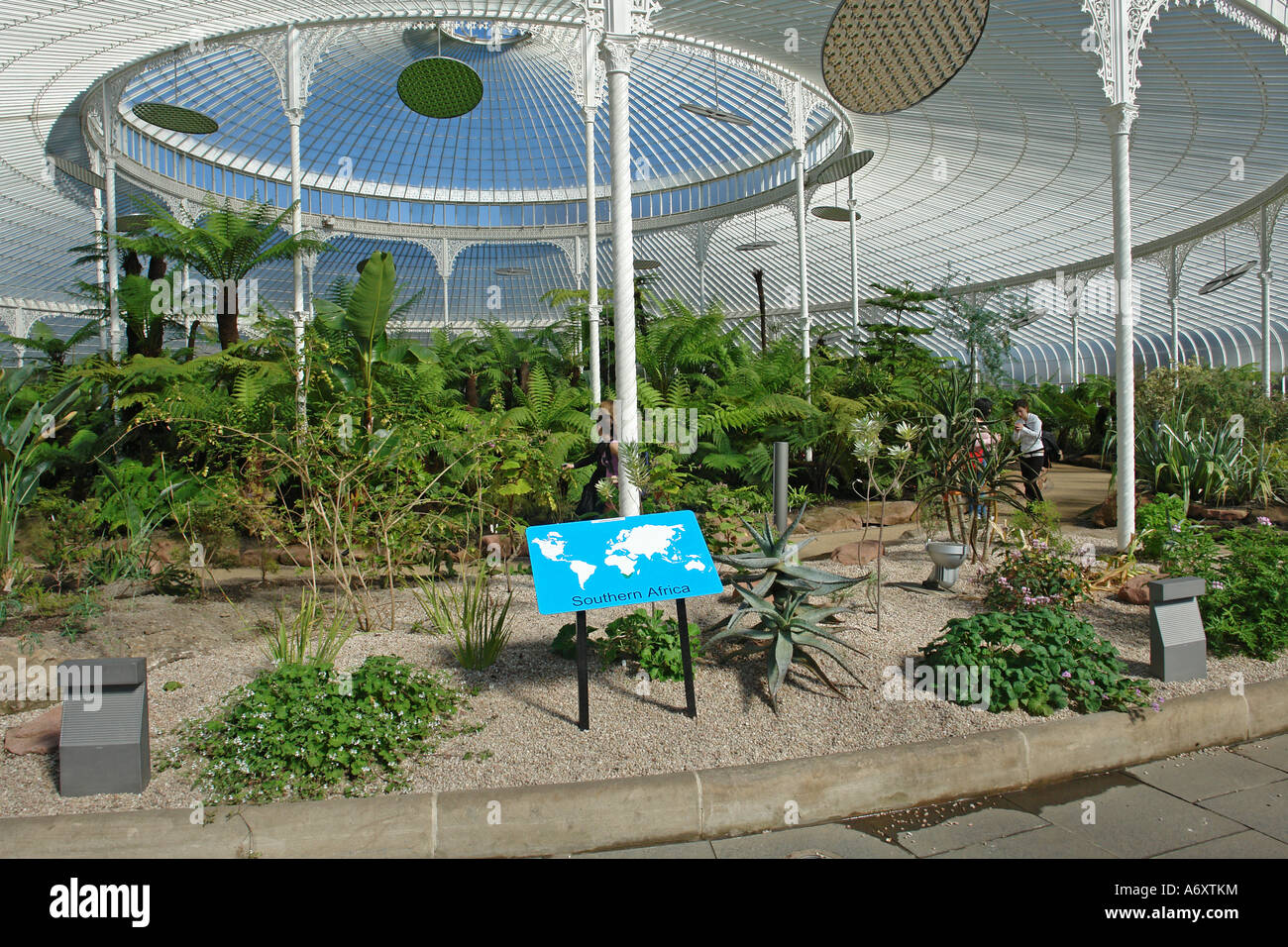 Sud Africa nella sezione di centro di rinnovato Palazzo Kibble Glasgow Botanic Gardens Foto Stock