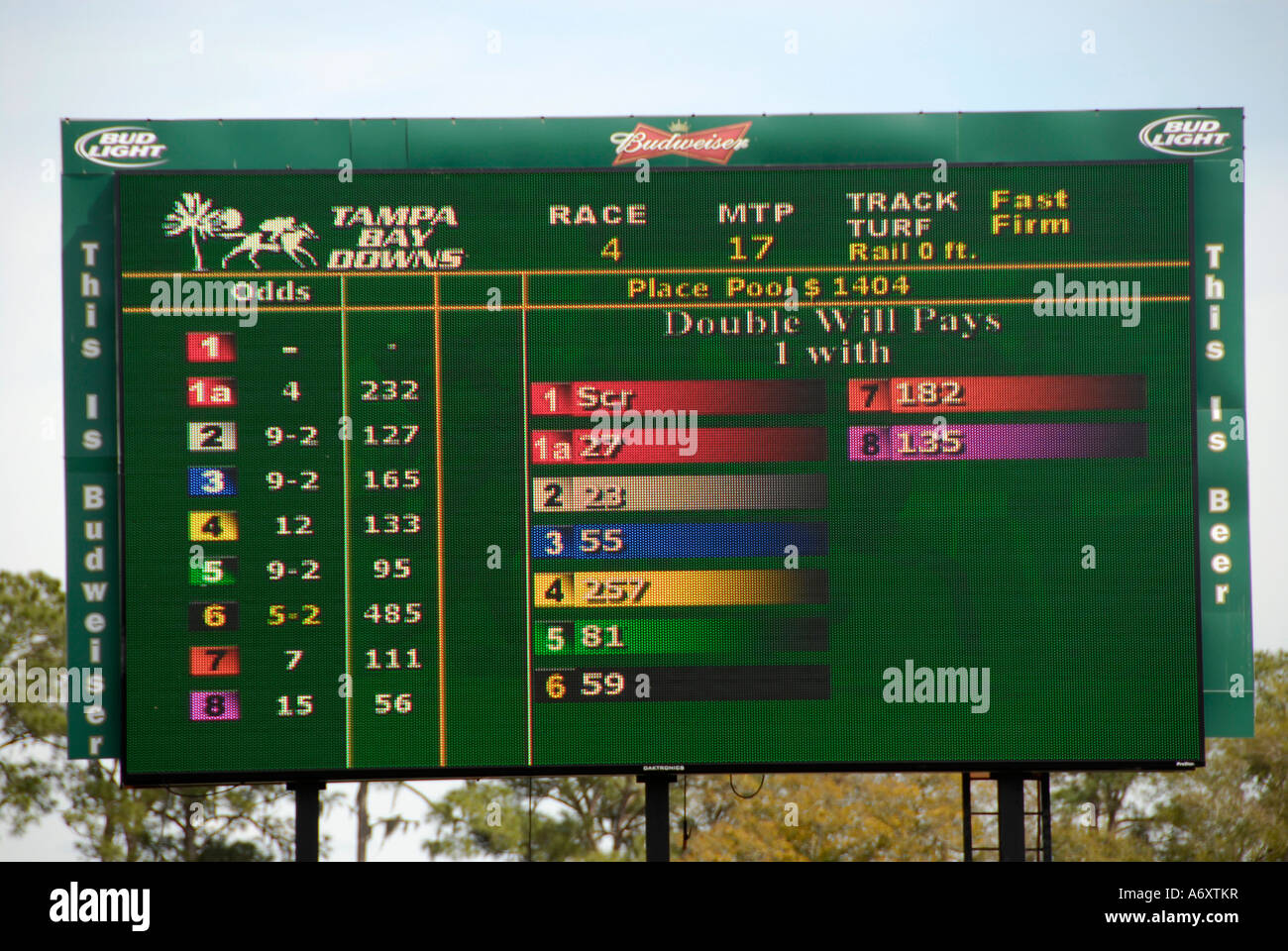 Corse di cavalli purosangue Tampa Bay Downs Florida FL Tampa Foto Stock