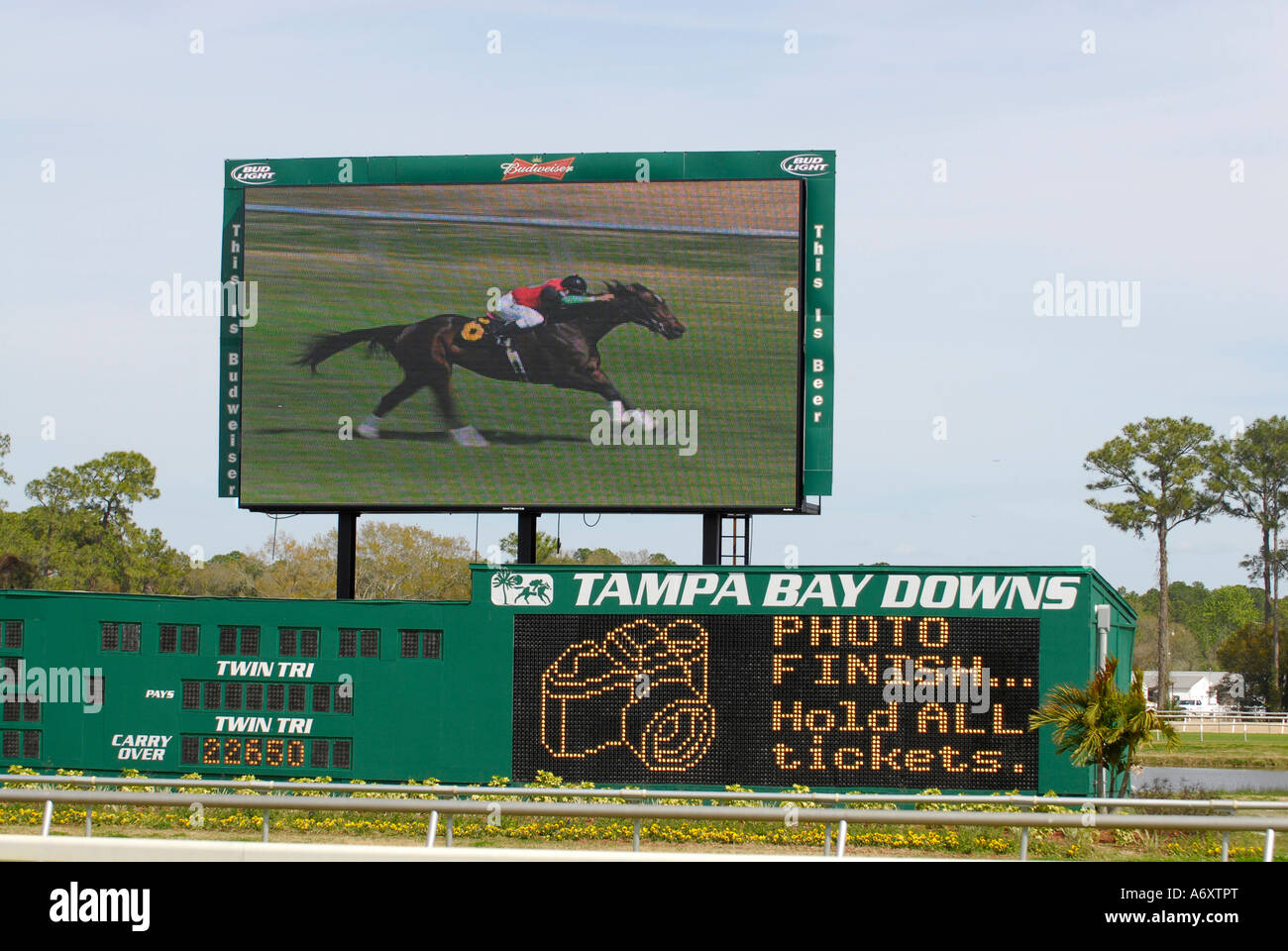 Corse di cavalli purosangue Tampa Bay Downs Florida FL Tampa Foto Stock