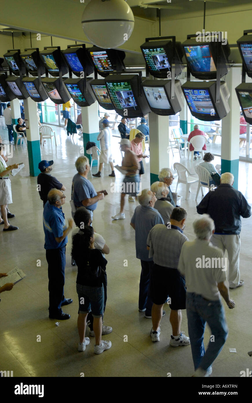 Corse di cavalli purosangue Tampa Bay Downs Florida FL Tampa Foto Stock