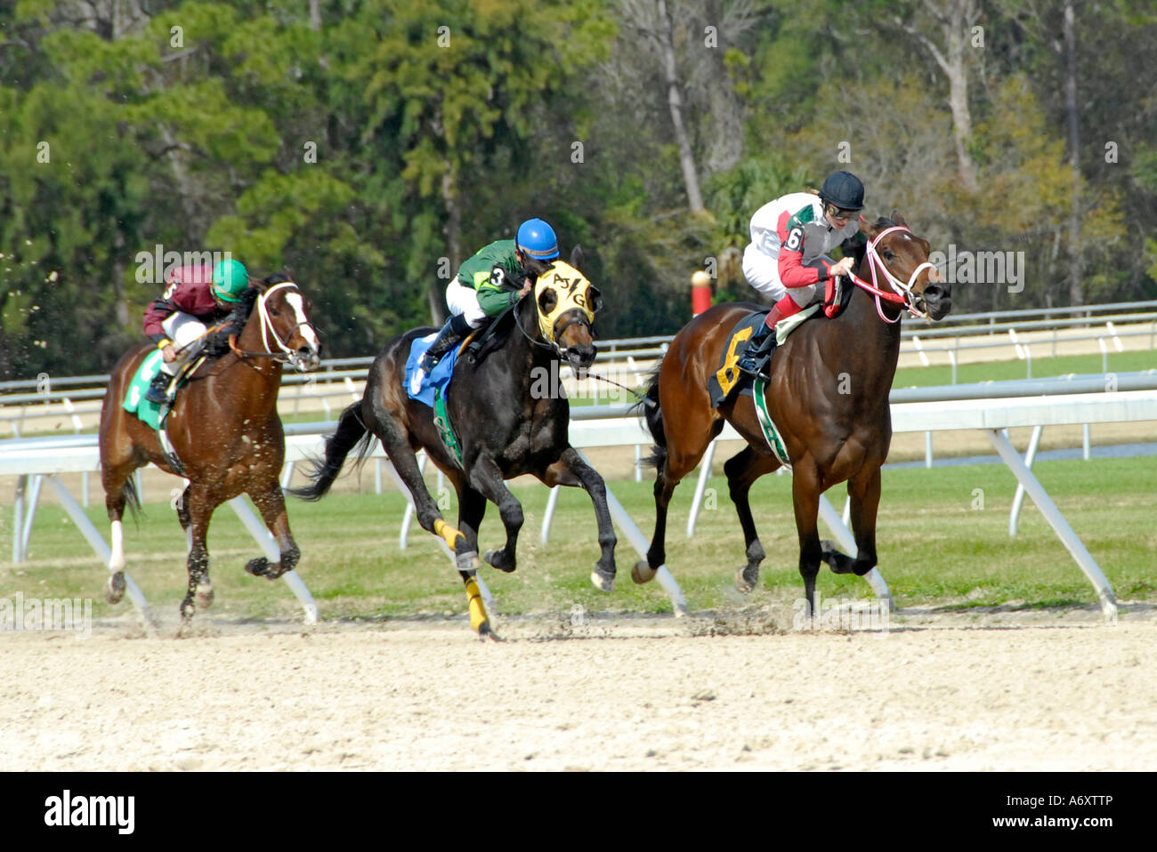 Corse di cavalli purosangue Tampa Bay Downs Florida FL Tampa Foto Stock