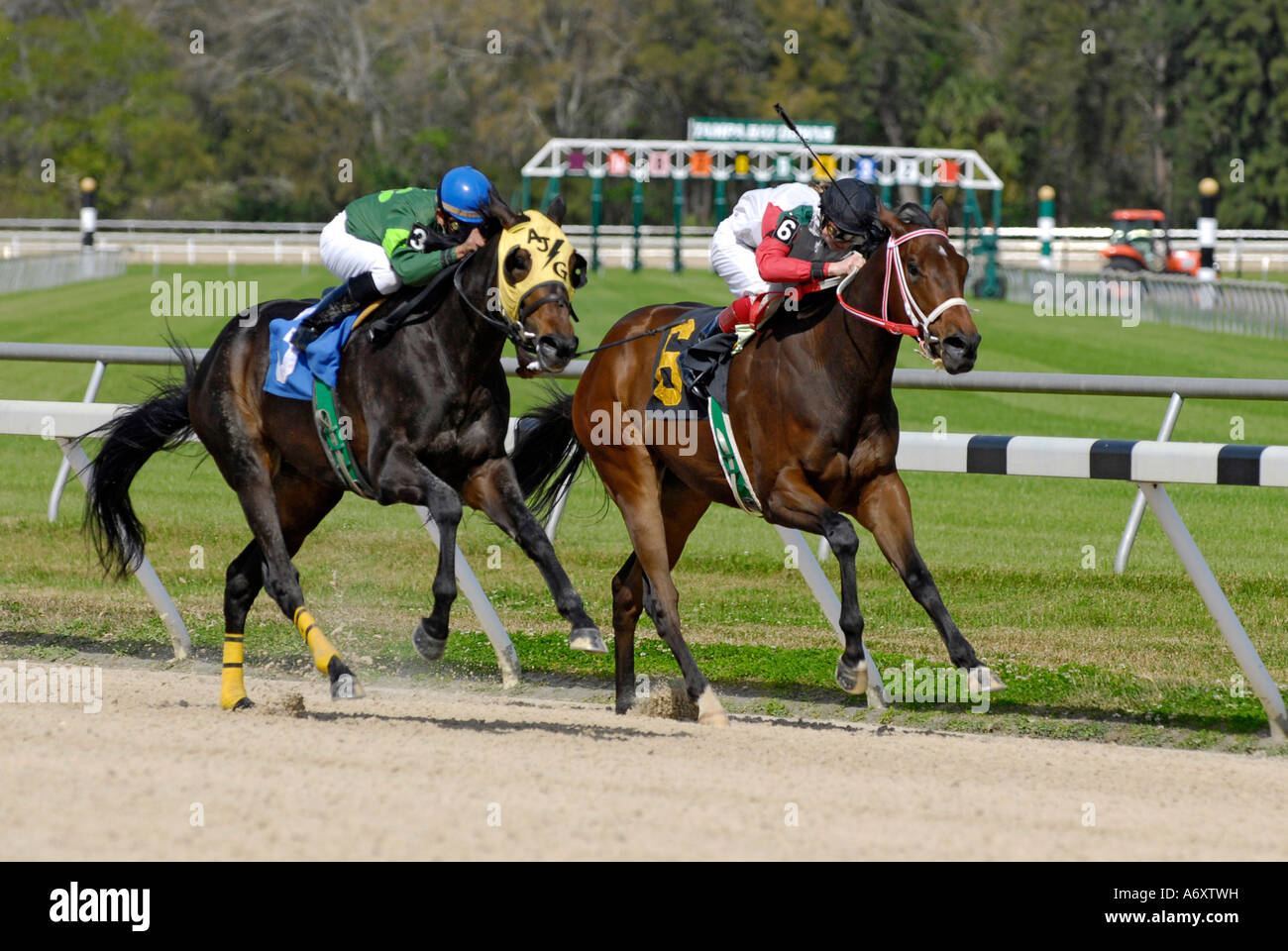 Corse di cavalli purosangue Tampa Bay Downs Florida FL Tampa Foto Stock