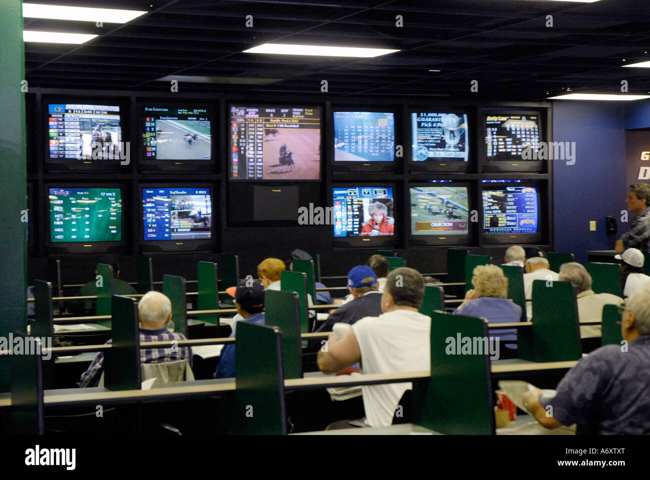 Corse di cavalli purosangue Tampa Bay Downs Florida FL Tampa Foto Stock