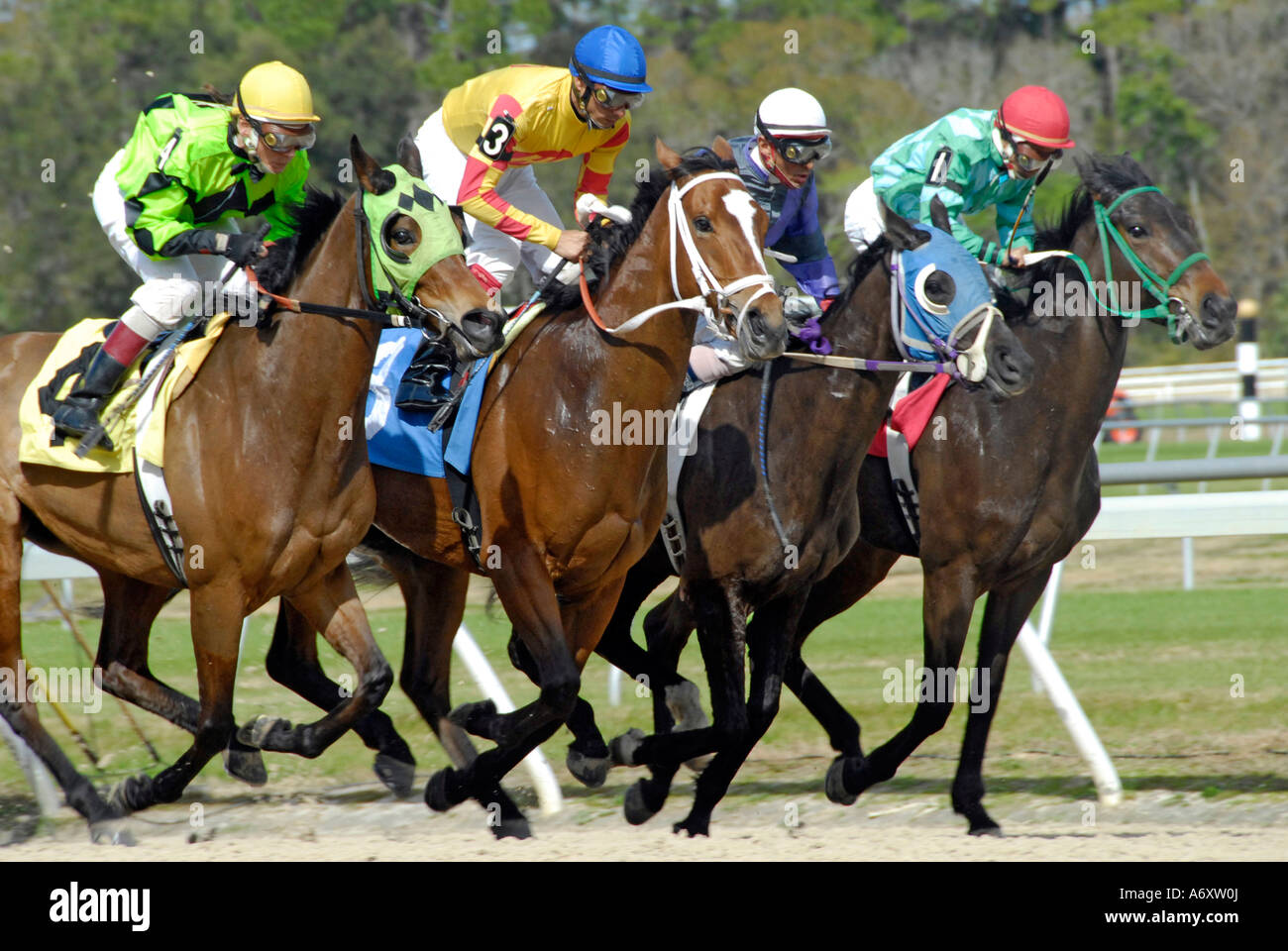 Corse di cavalli purosangue Tampa Bay Downs Florida FL Tampa Foto Stock