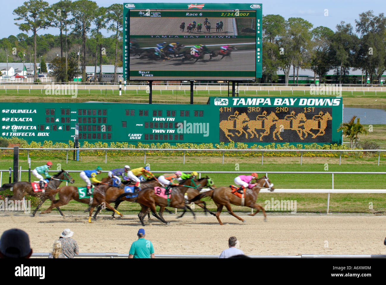 Corse di cavalli purosangue Tampa Bay Downs Florida FL Tampa Foto Stock