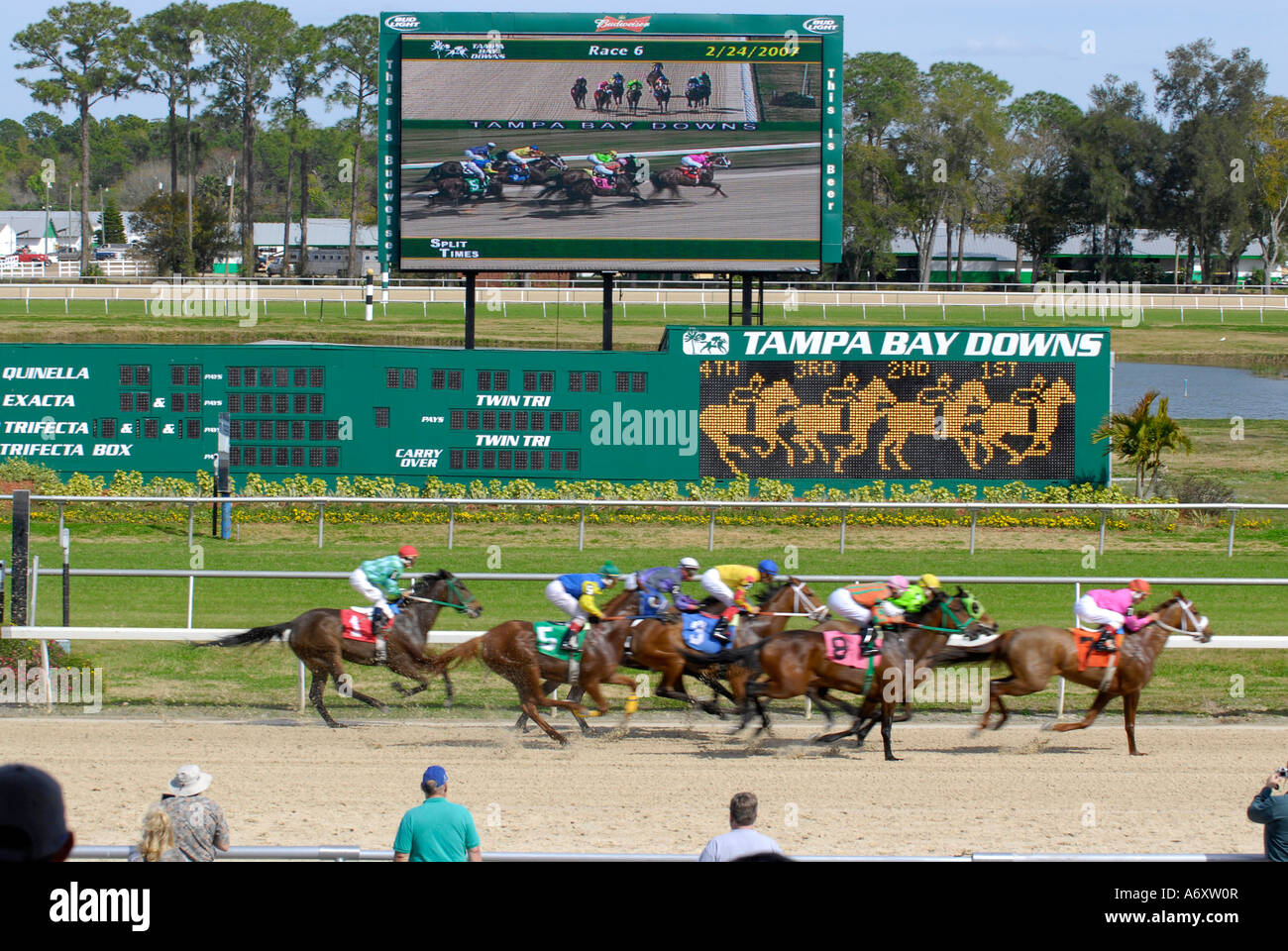 Corse di cavalli purosangue Tampa Bay Downs Florida FL Tampa Foto Stock