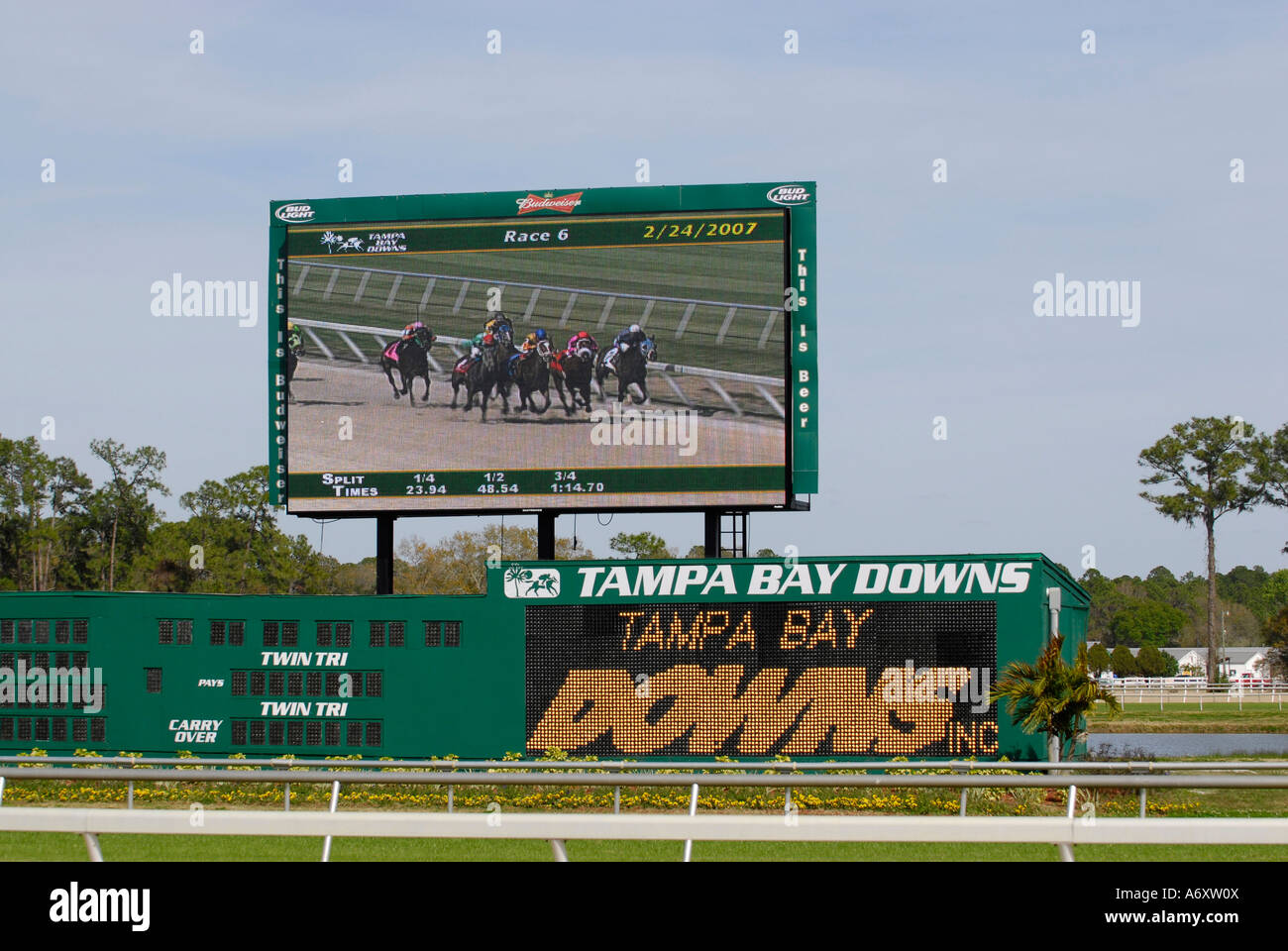 Corse di cavalli purosangue Tampa Bay Downs Florida FL Tampa Foto Stock