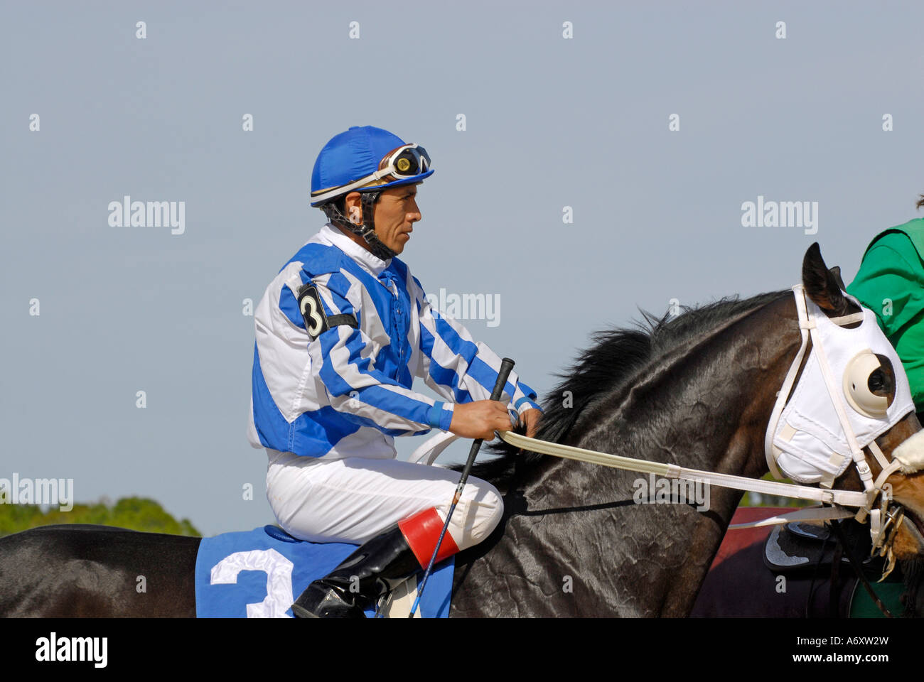 Corse di cavalli purosangue Tampa Bay Downs Florida FL Tampa Foto Stock