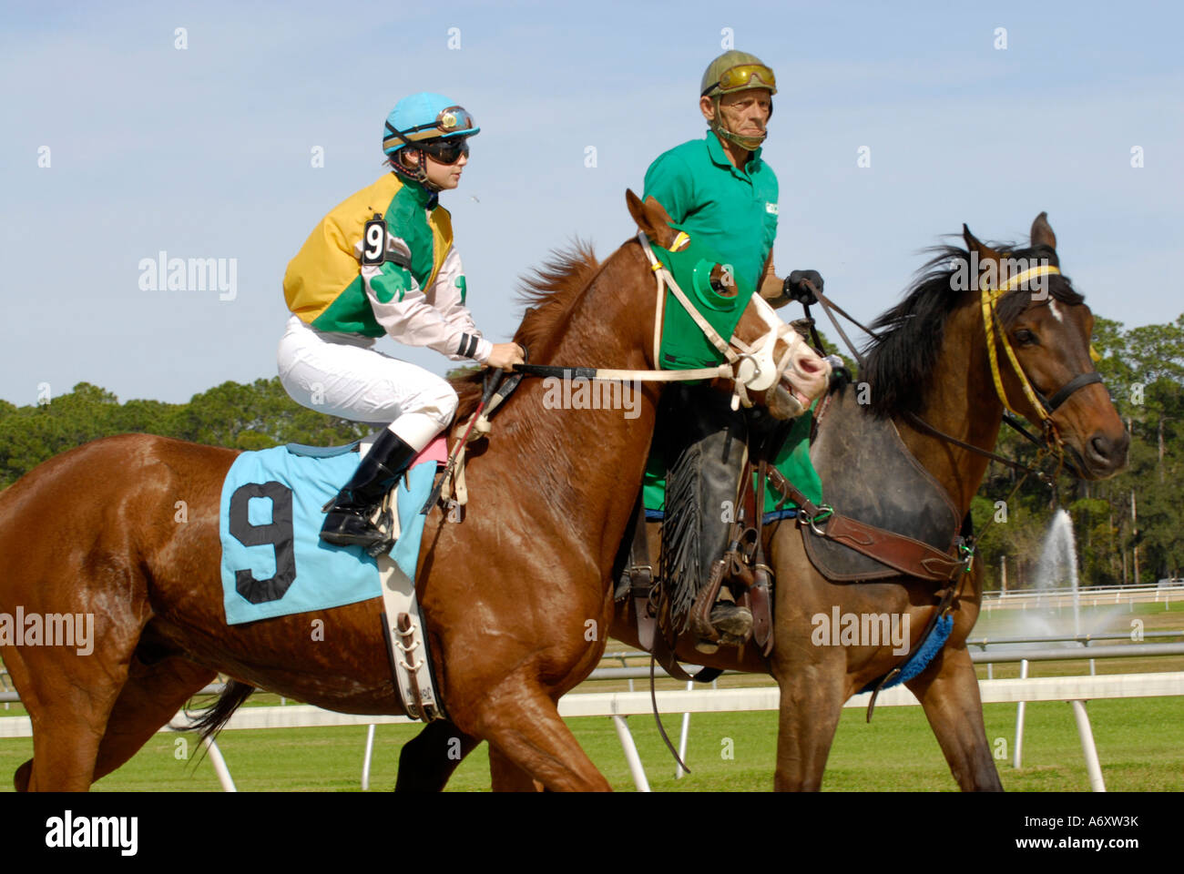 Corse di cavalli purosangue Tampa Bay Downs Florida FL Tampa Foto Stock