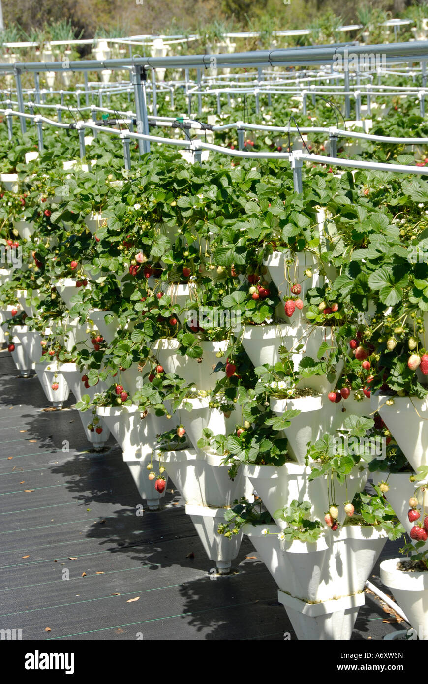 Hydroponics la coltivazione di fragole in Ruskin Tampa Florida Hillsborough County Golfo Occidentale Centrale Foto Stock