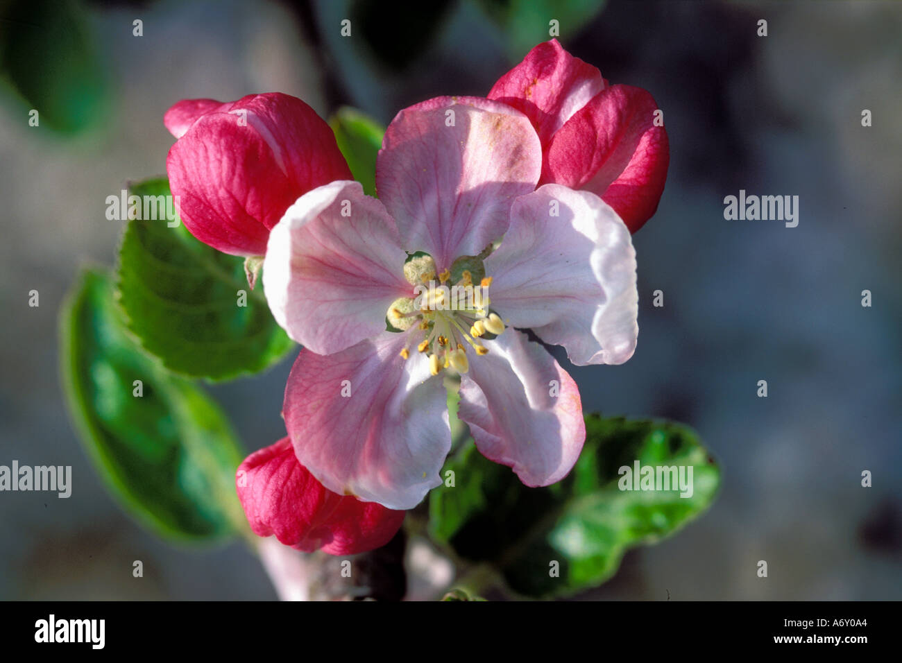 Cox Orange Pippin apple blossom annuncia l arrivo della primavera nel Kent REGNO UNITO Foto Stock