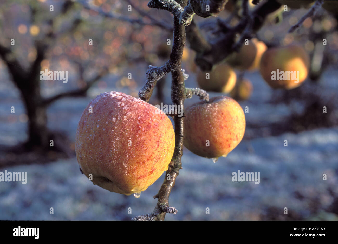 Spreco Unpicked mele lasciati a marcire sugli alberi coperti di ghiaccio inverno REGNO UNITO Foto Stock