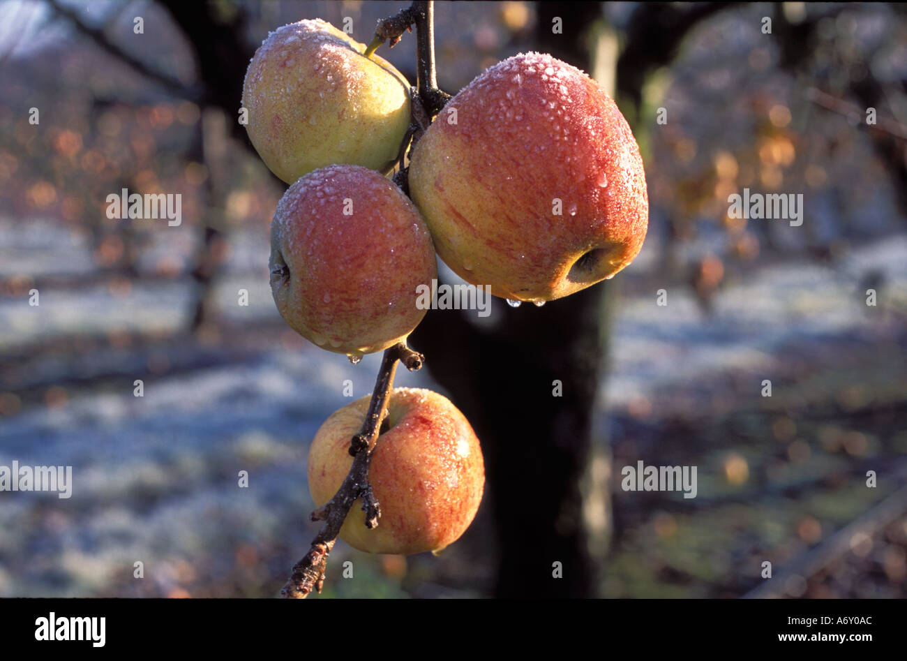 Spreco Unpicked mele lasciati a marcire sugli alberi coperti di ghiaccio inverno REGNO UNITO Foto Stock