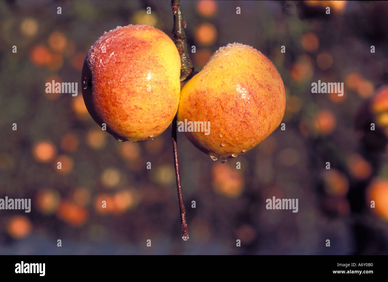 Cox Orange Pippin mele lasciati a marcire sugli alberi coperti di ghiaccio inverno REGNO UNITO Foto Stock