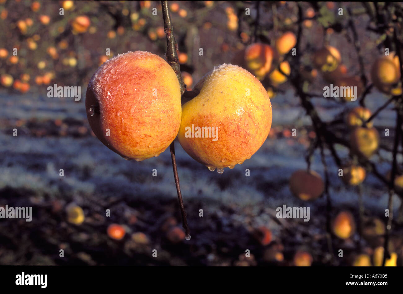 Cox Orange Pippin mele lasciati a marcire sugli alberi coperti di ghiaccio inverno REGNO UNITO Foto Stock