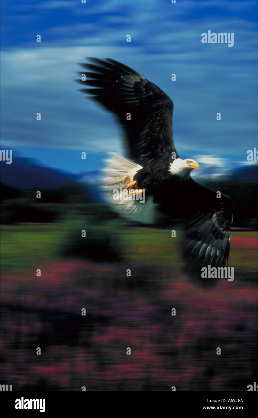 Aquila calva in volo sopra il Fireweed Alaska sfocata composito Foto Stock