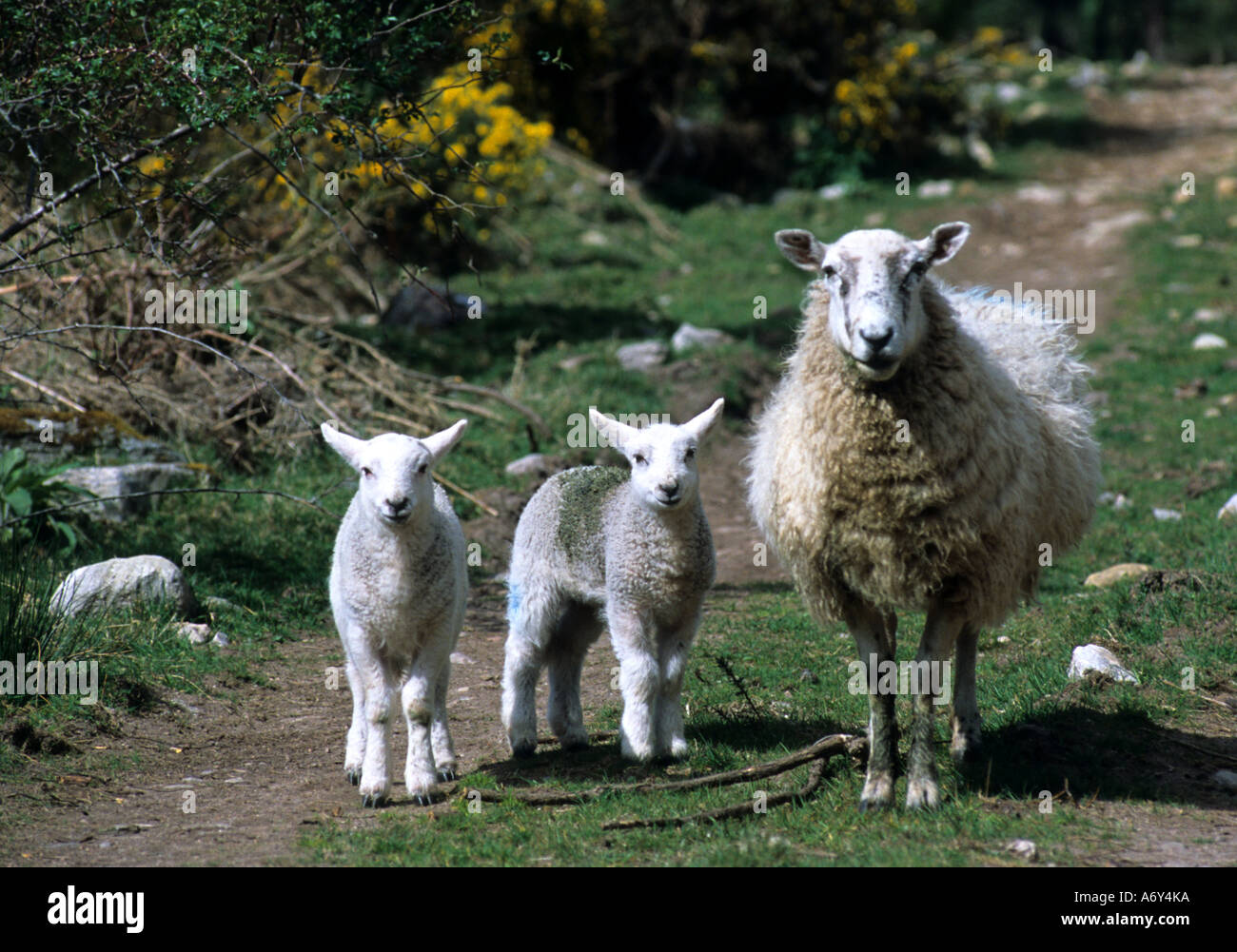 Highlands scozzesi scozzese Scozia pecore pecore fattoria agricoltore Foto Stock