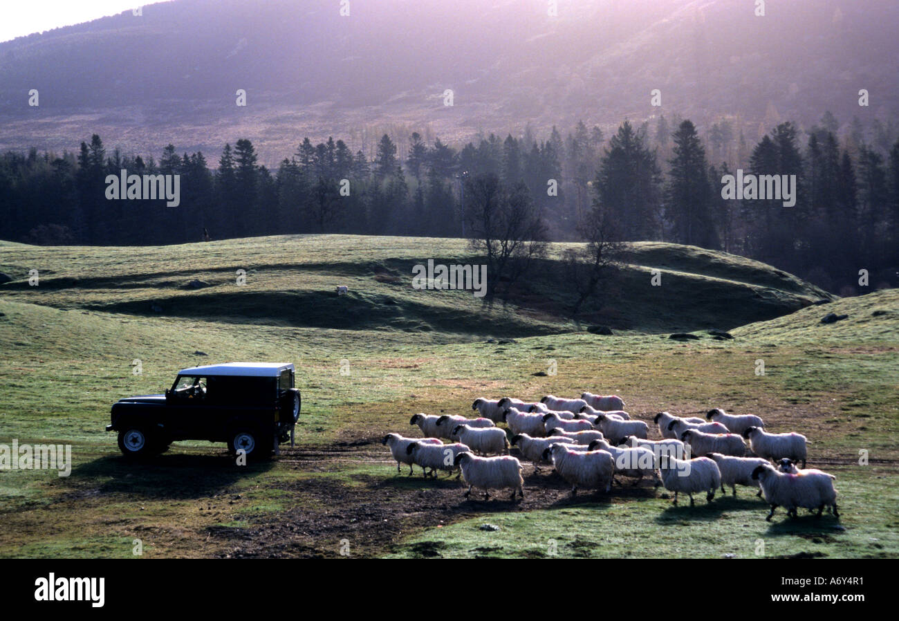 Highlands scozzesi scozzese Scozia pecore pecore fattoria agricoltore landrover Foto Stock