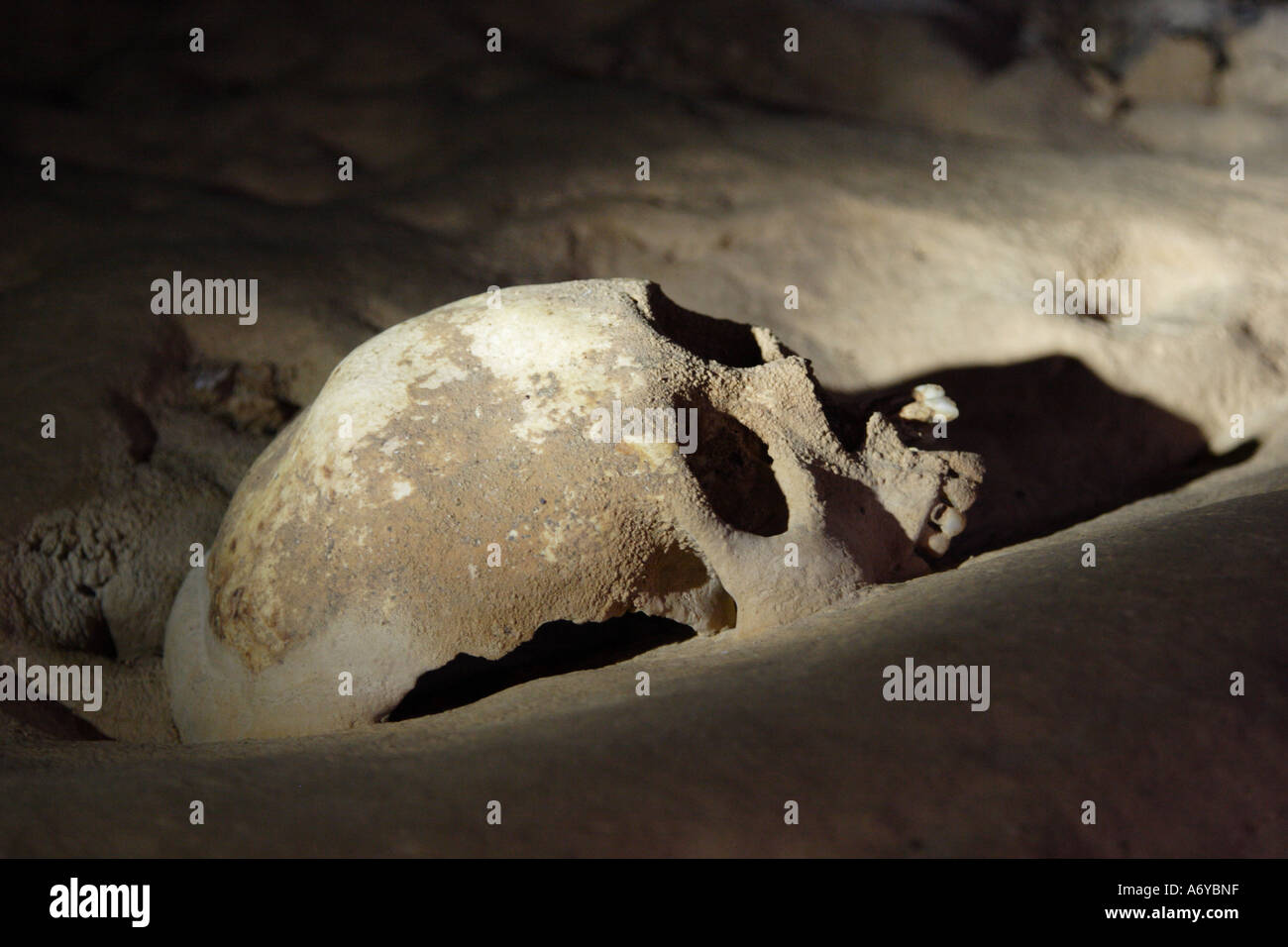 Cranio maya calcificato nel pavimento di una grotta in Belize Foto Stock