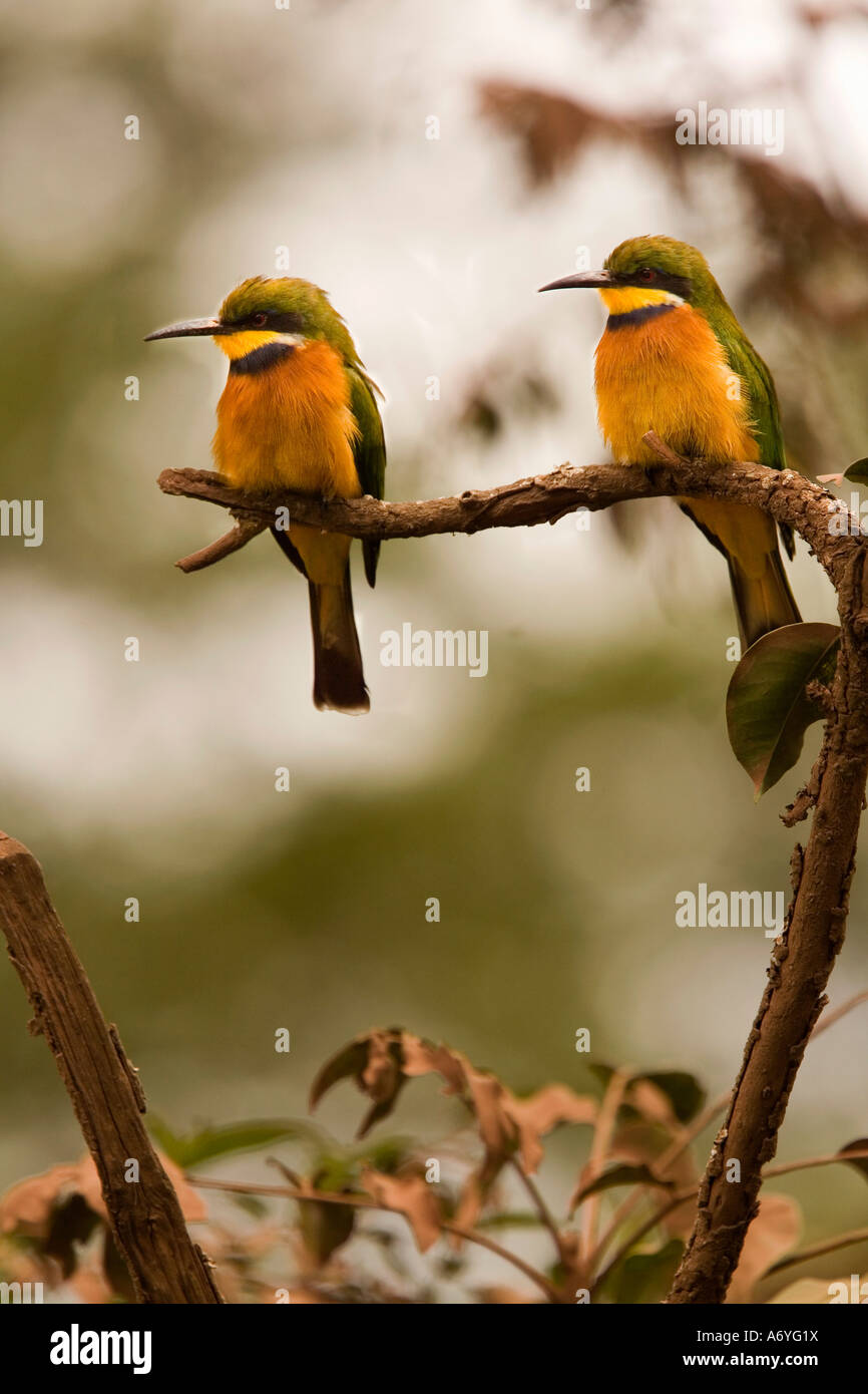 Due uccelli seduto su un ramo Foto Stock