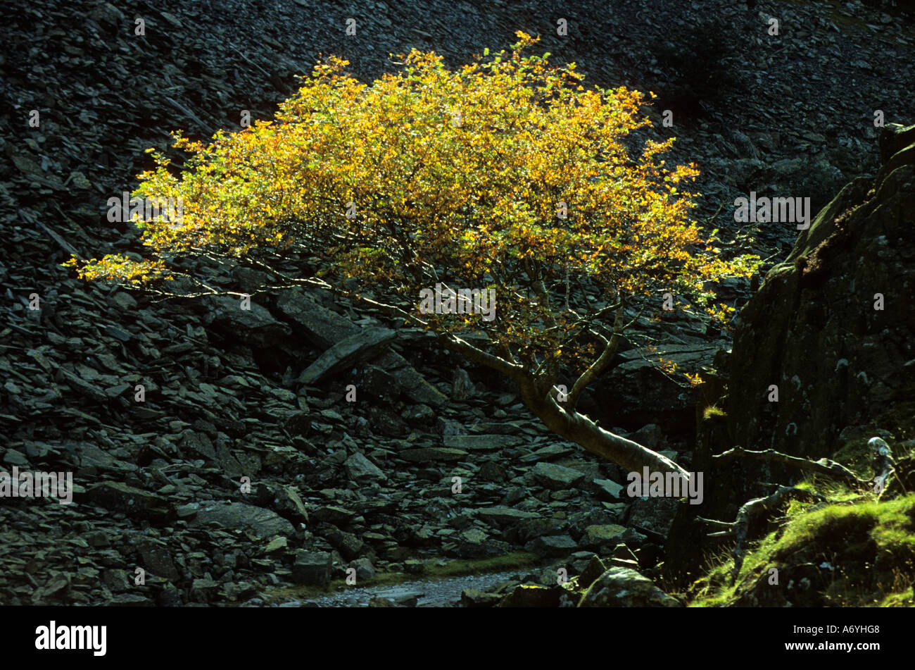 Struttura retroilluminata dalla rupe del castello, Borrowdale. Foto Stock