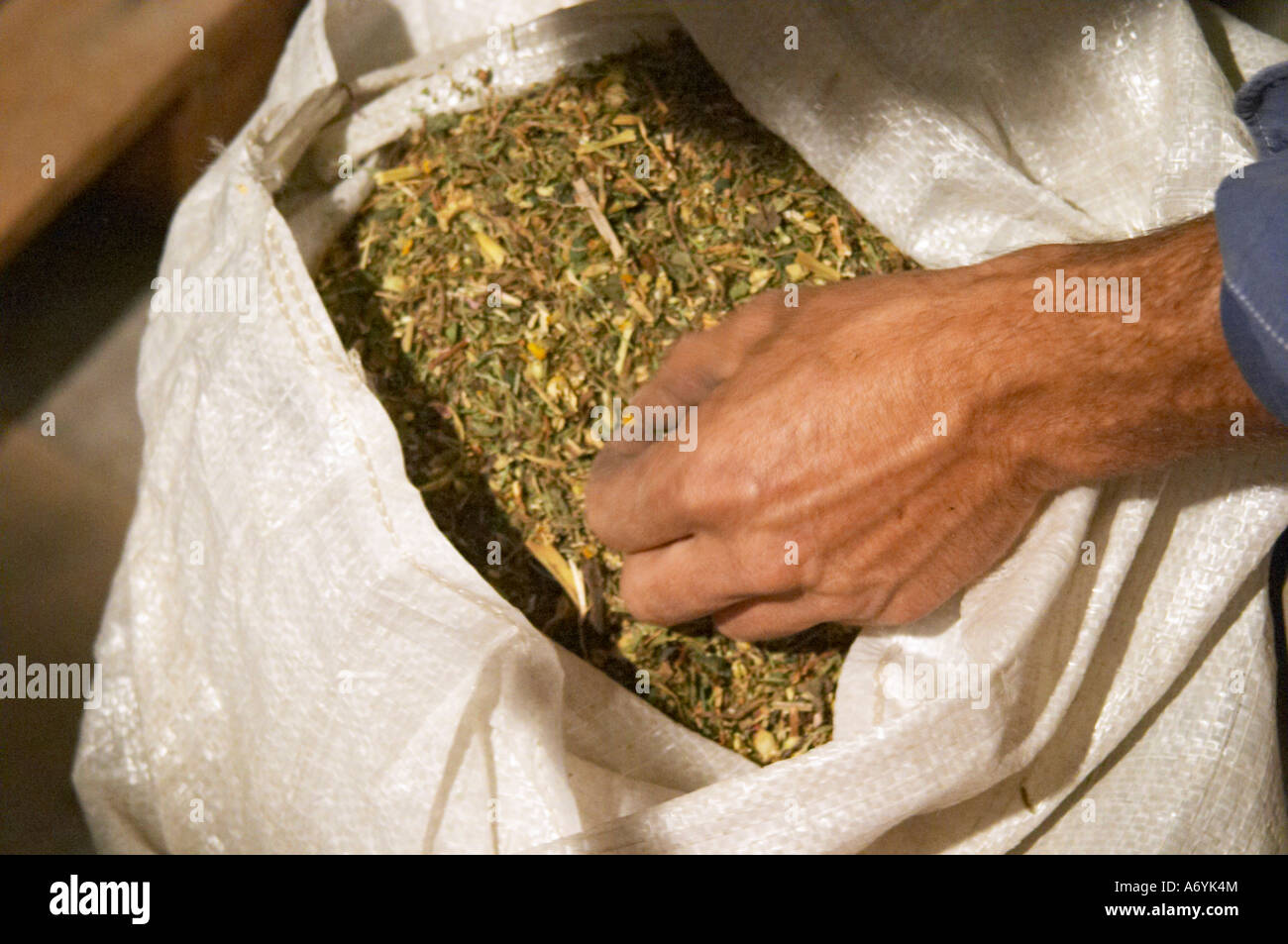 Christophe Peyrus Domaine clos Marie. Pic St Loup. Languedoc. Mano che tiene le erbe per il bio-dinamica di preparazione. Un mix di erbe essiccate e fiori. Proprietario viticoltore. La Francia. L'Europa. Foto Stock