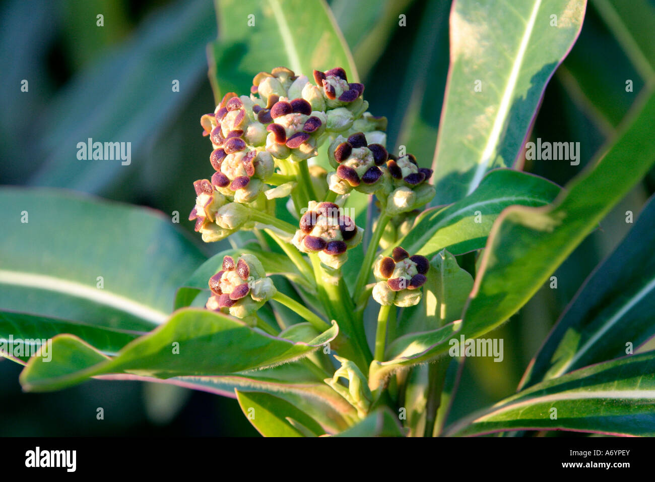 Il profumato miele Euphorbia mellifera fioritura nei primi giorni di aprile Foto Stock