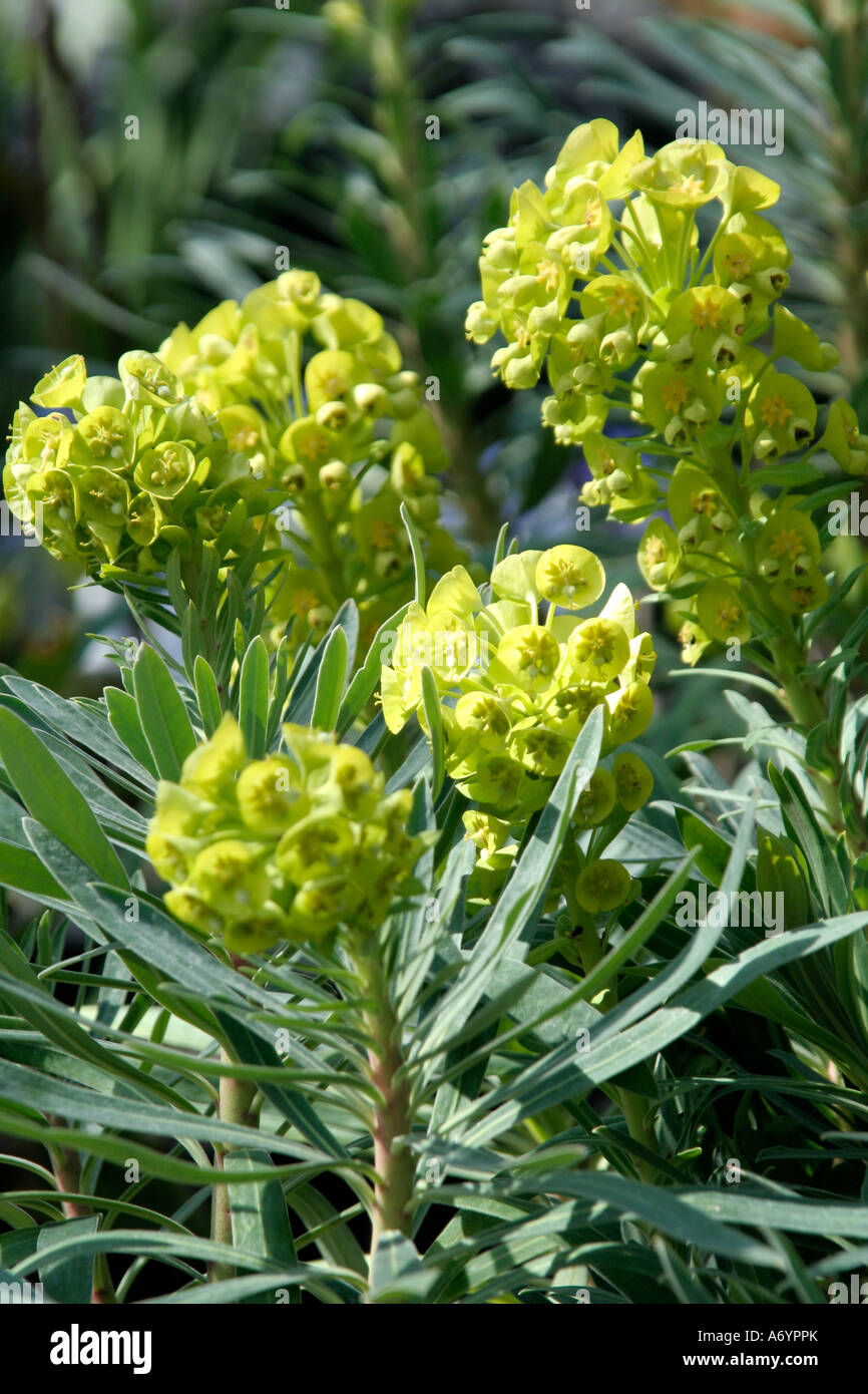 Euphorbia characias wulfenii Lambrook oro agli inizi di aprile Foto Stock