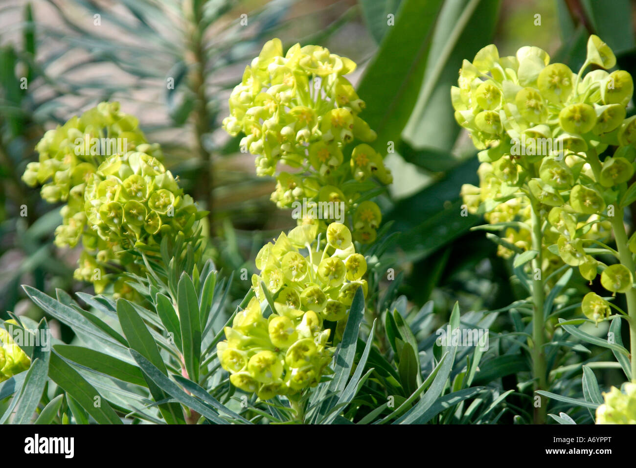 Euphorbia characias wulfenii Lambrook oro agli inizi di aprile Foto Stock