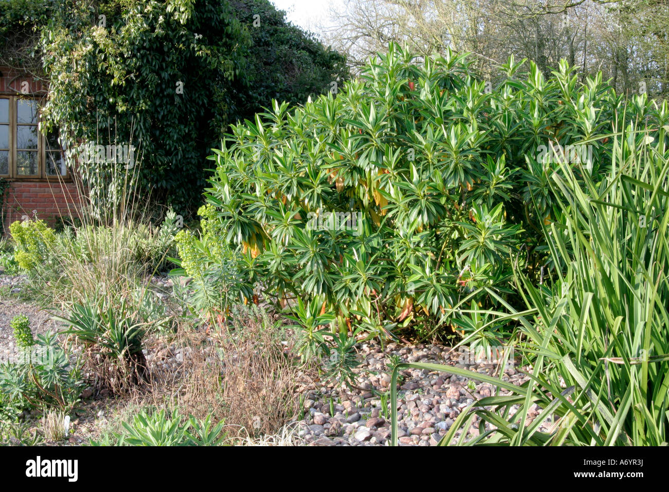 Euphorbia stygiana aprile 6 Holbrook Giardino Devon Foto Stock