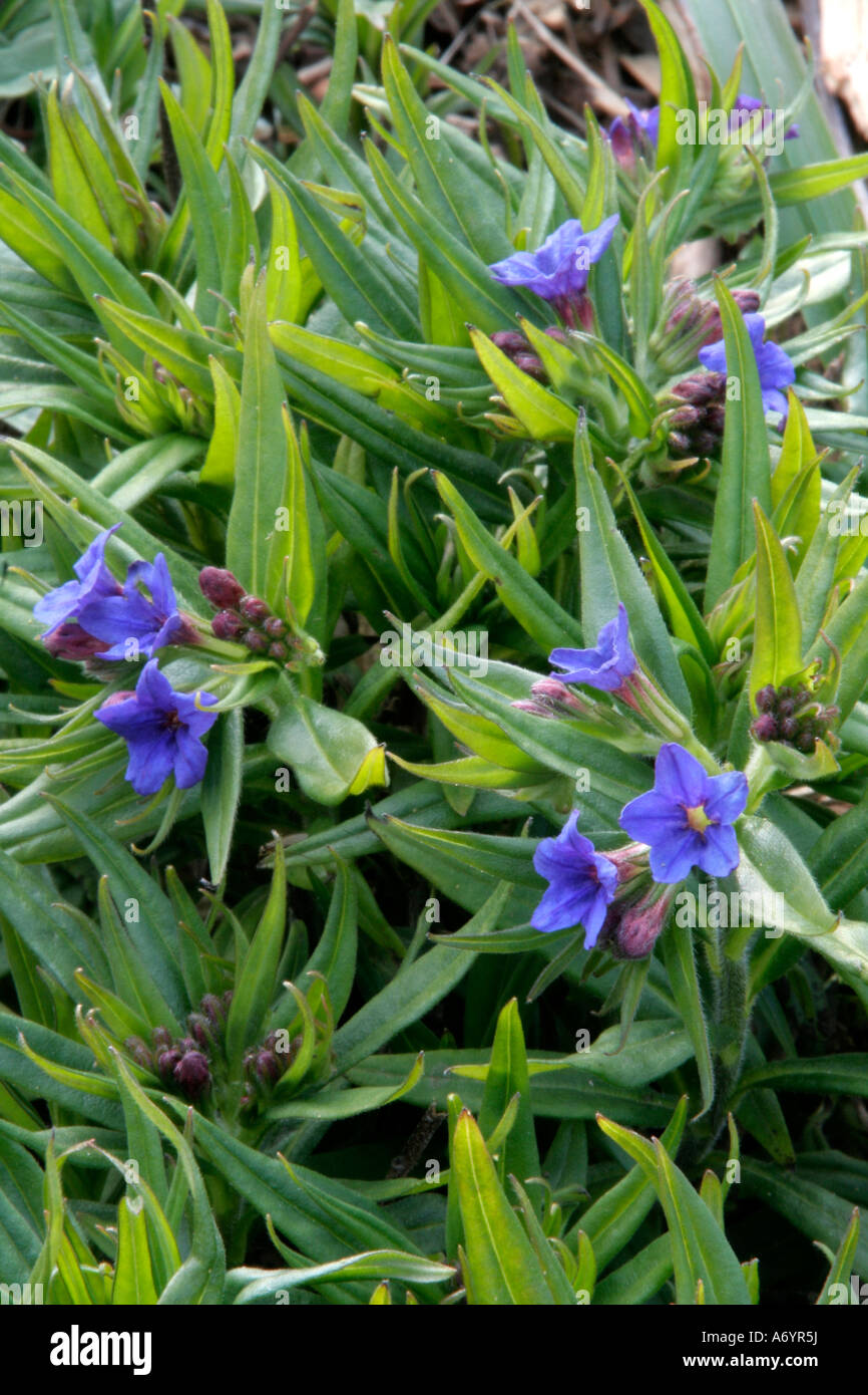 Buglossoides purpurocaerulea syn Lithospermum purpureo caeruleum gromwell viola è un west european native compresa la Gran Bretagna Foto Stock
