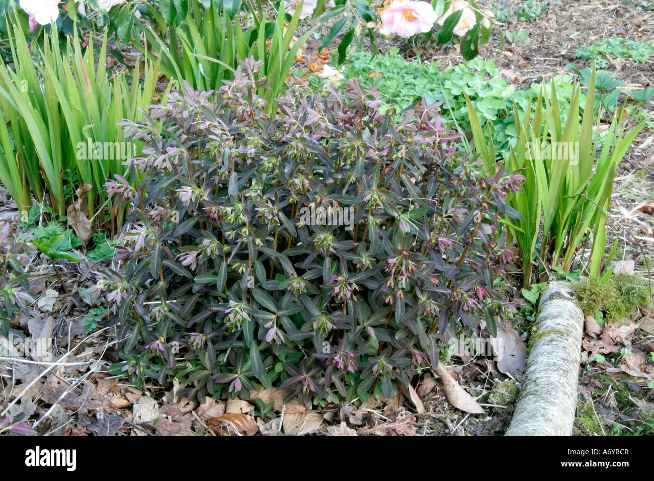 Euphorbia dulcis Camaleonte 7 aprile Foto Stock