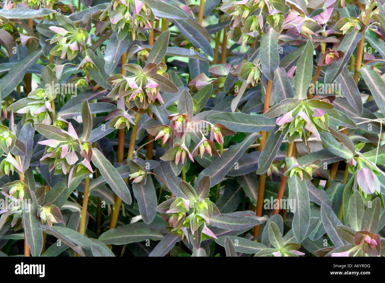 Euphorbia dulcis Camaleonte 7 aprile Foto Stock