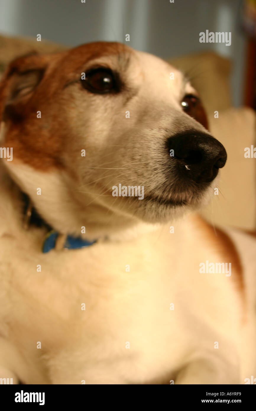 Jack Russell Terrier ritratto Foto Stock