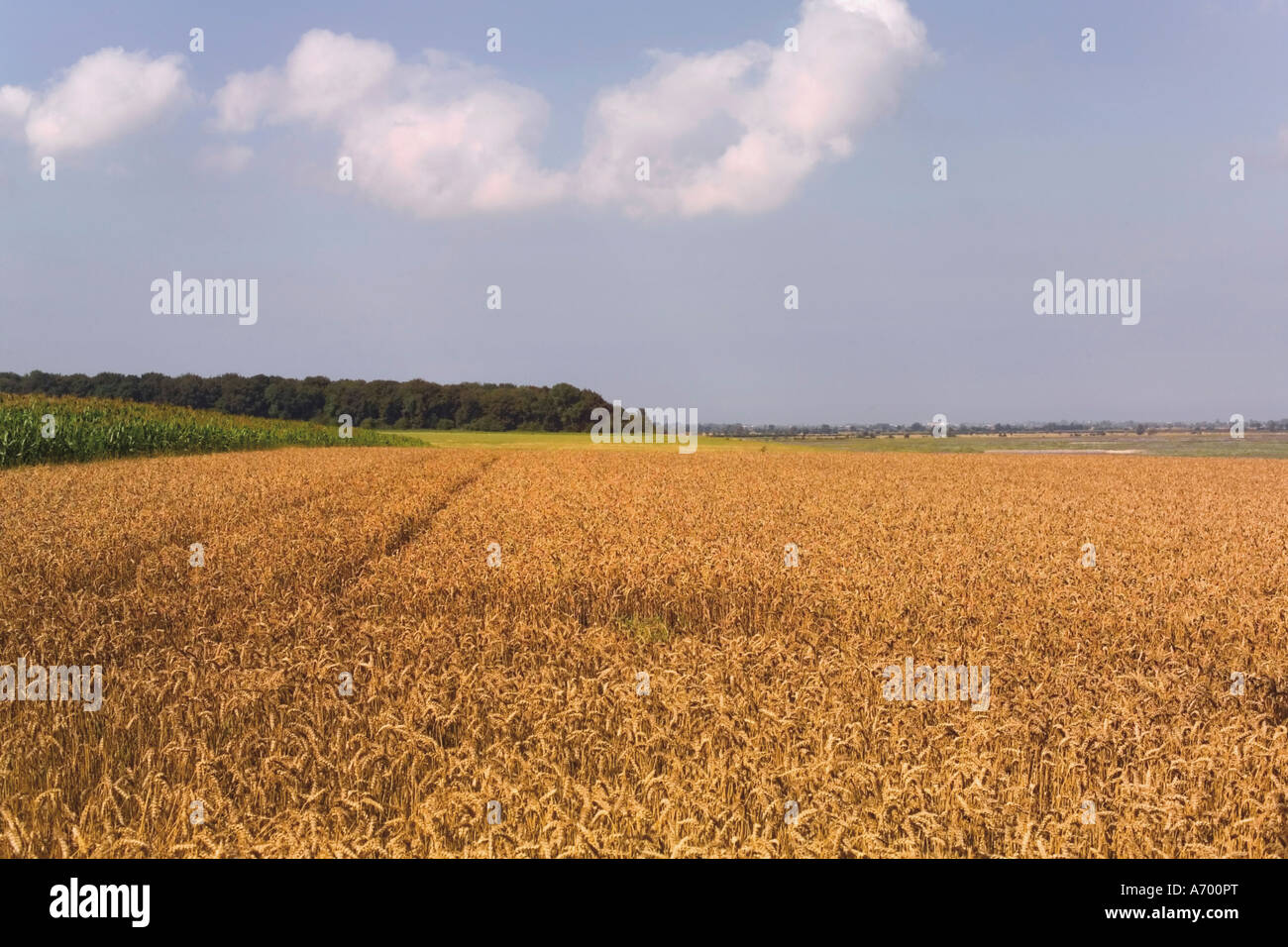 Campo di grano Cap Hornu Baie de la Somme Picardia Francia Europa Foto Stock