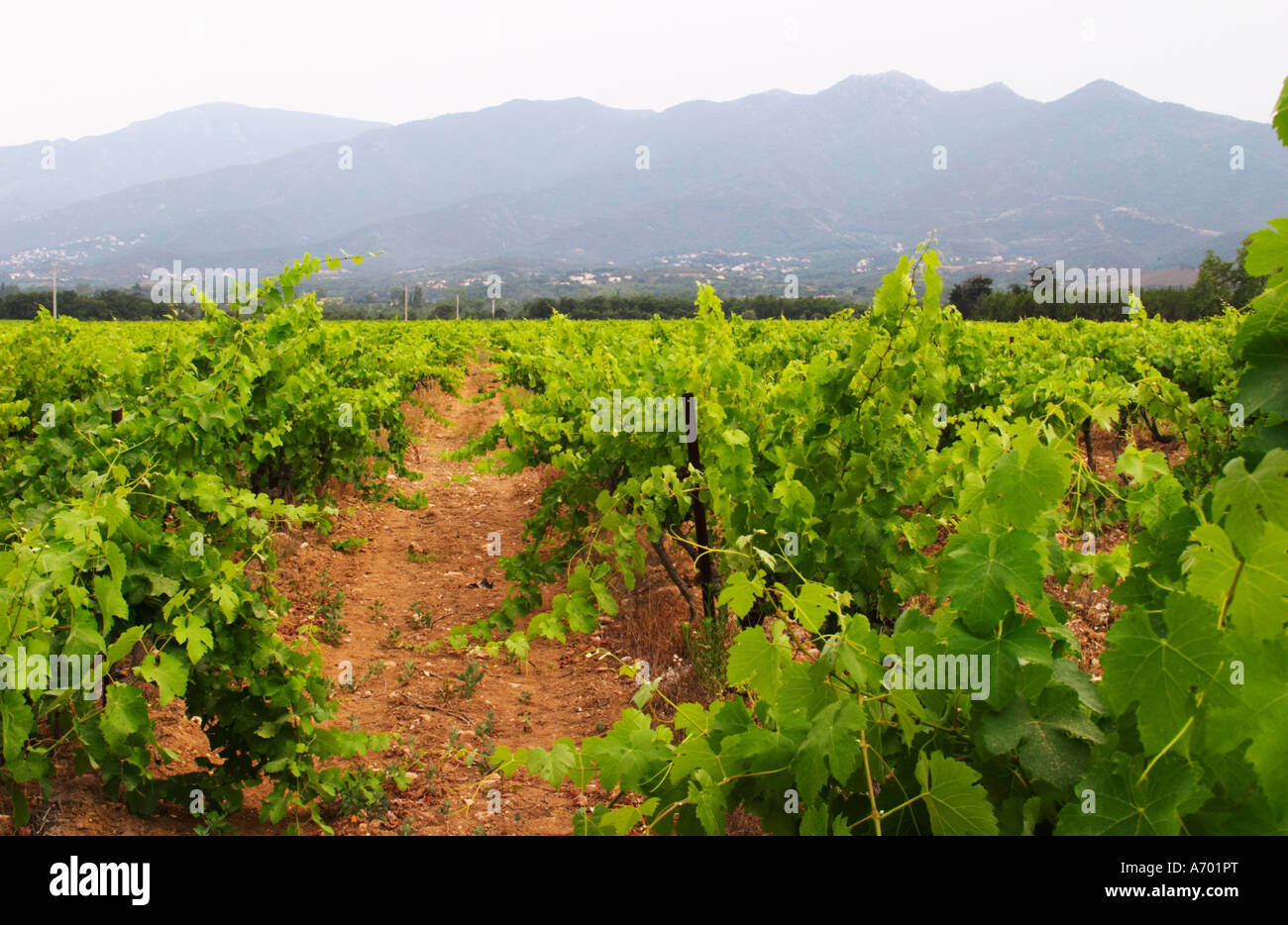 Domaine de Nidoleres. Roussillon. L'uva Syrah vitigno. Nella zona denominata Les Alberes. La Francia. L'Europa. Vigneto. Montagne Foto Stock