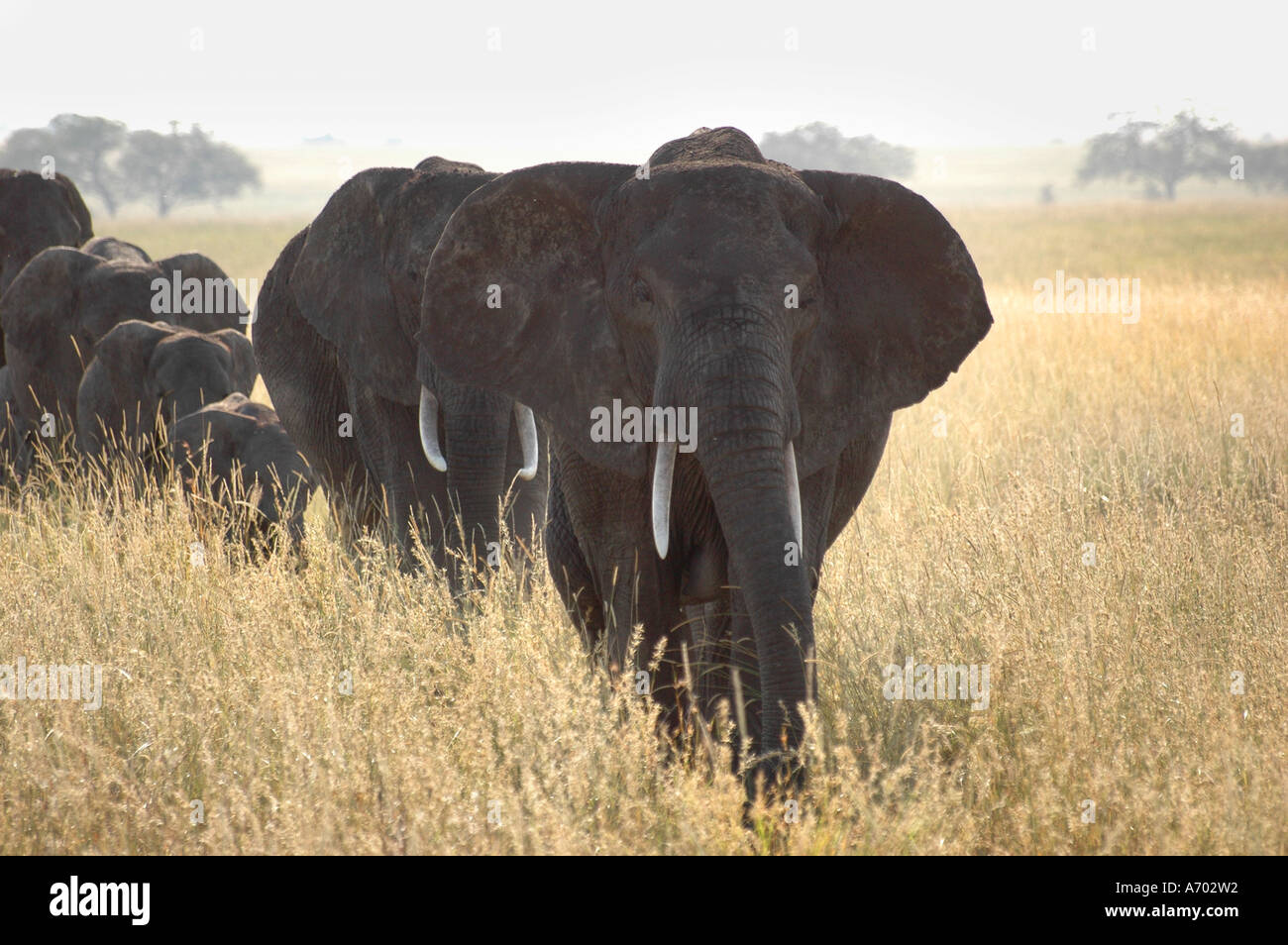 Elefante africano processione attraverso le pianure del Serengeti, Tanzania Foto Stock