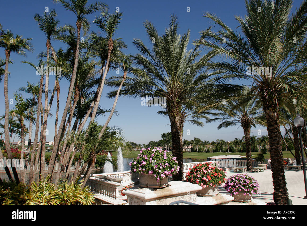 Hollywood Florida,Westin Diplomat Resort,campo da golf,sport,atleta,ricreazione,gioco,paesaggio,design,patio,palme,alberi,paesaggio,visitatori tra Foto Stock