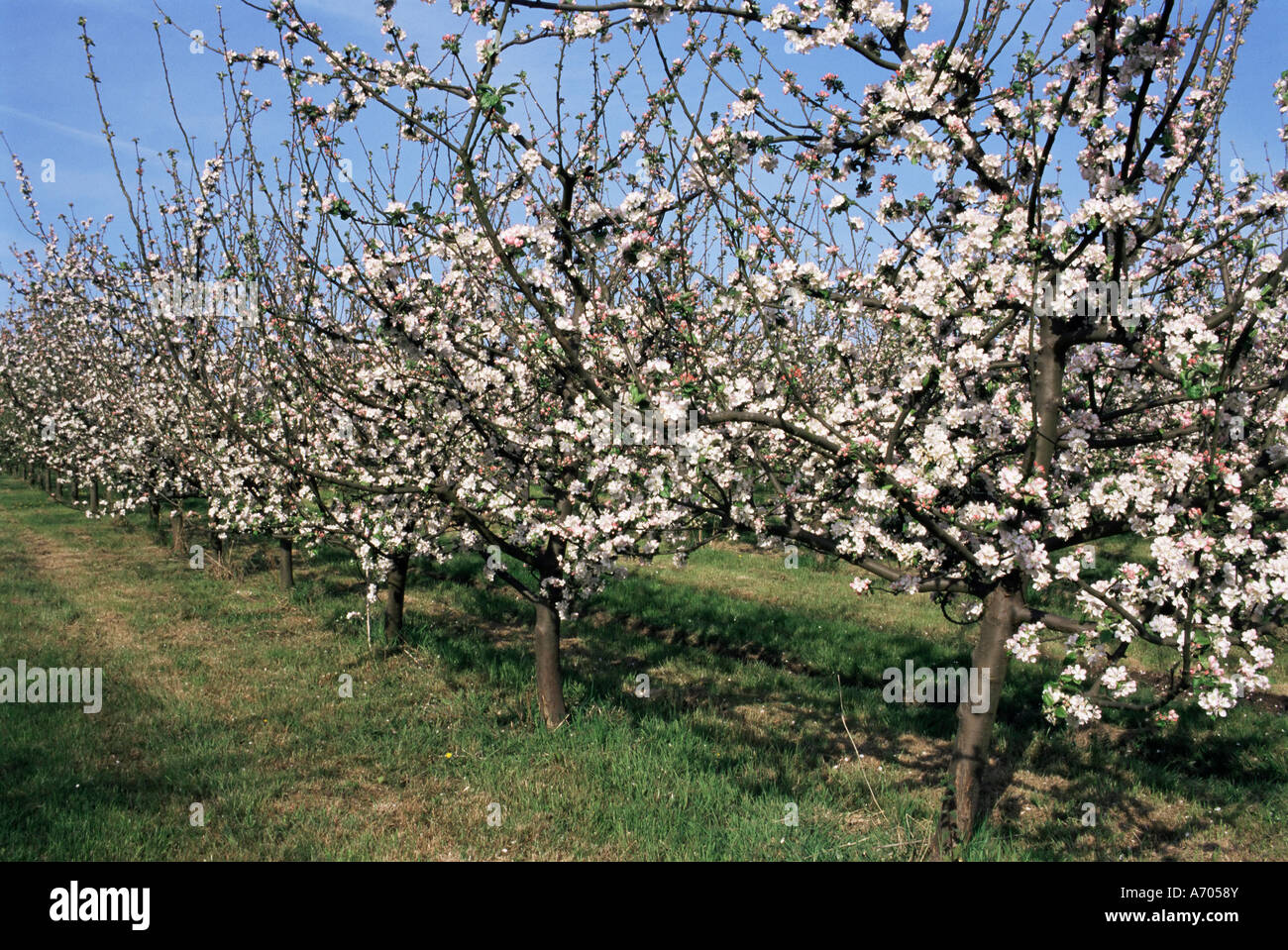 Meli in fiore Normandie Normandia Francia Europa Foto Stock