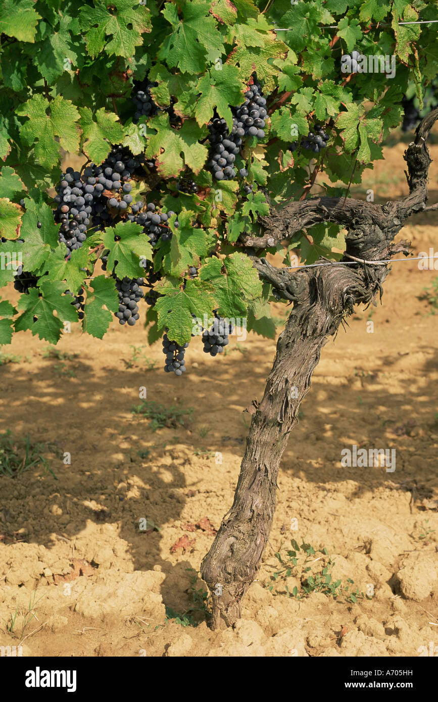 Uve Cabernet Sauvignon Aquitaine Francia Europa Foto Stock