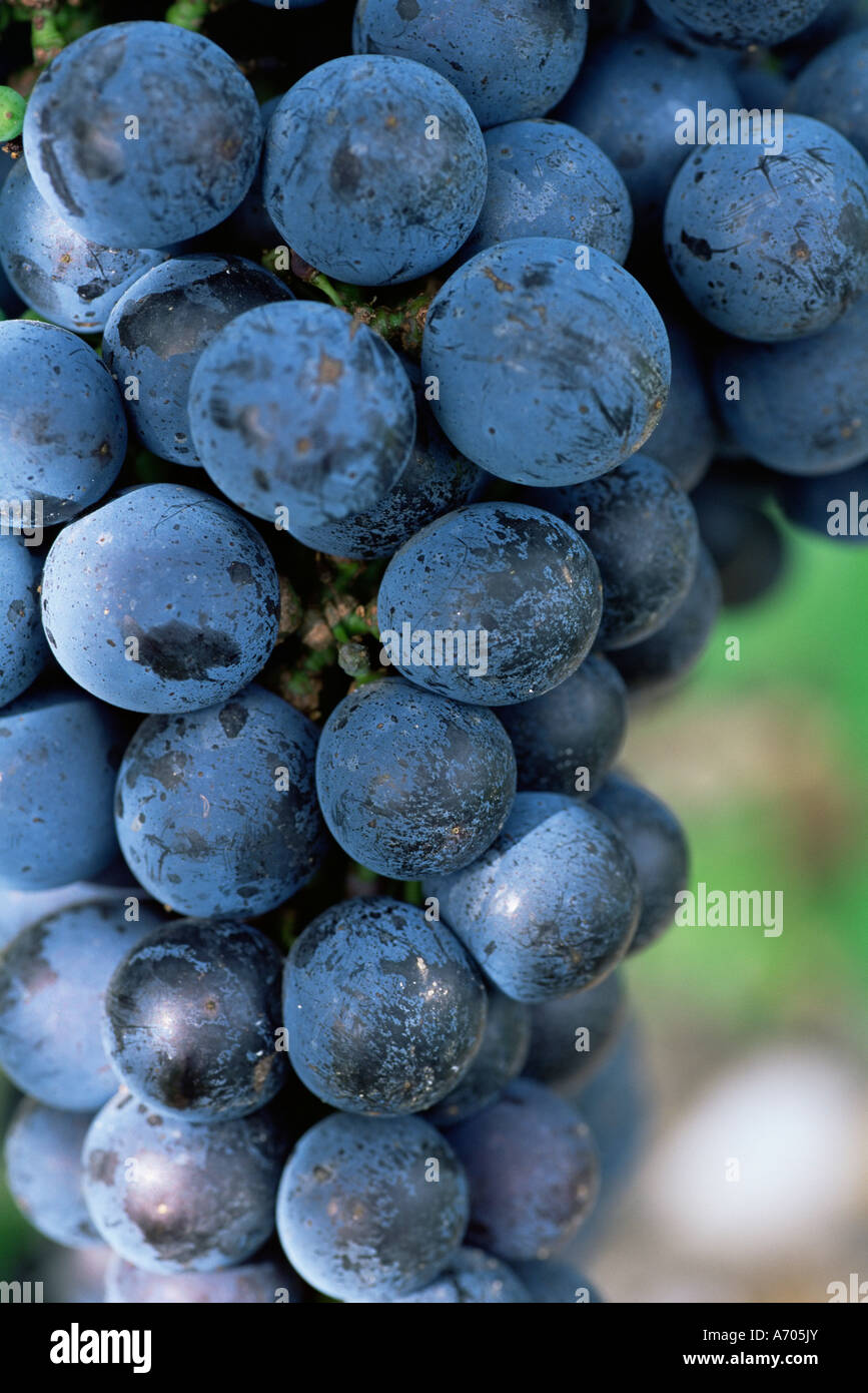 Uve Cabernet Sauvignon Aquitaine Francia Europa Foto Stock