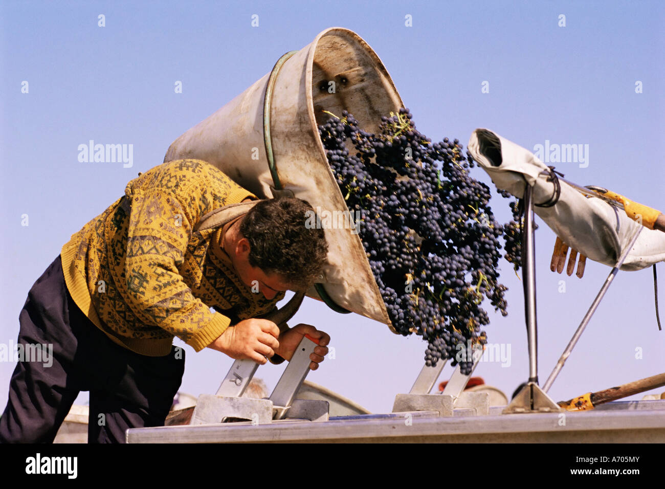 La raccolta di uve Pauillac Gironda Francia Europa Foto Stock