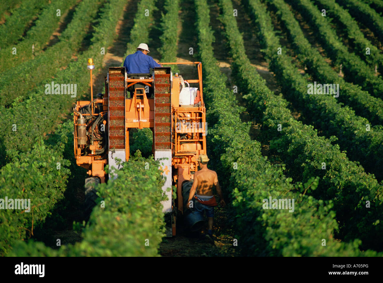 Uva raccolta nei pressi di Castillon Gironde Aquitaine Francia Europa Foto Stock