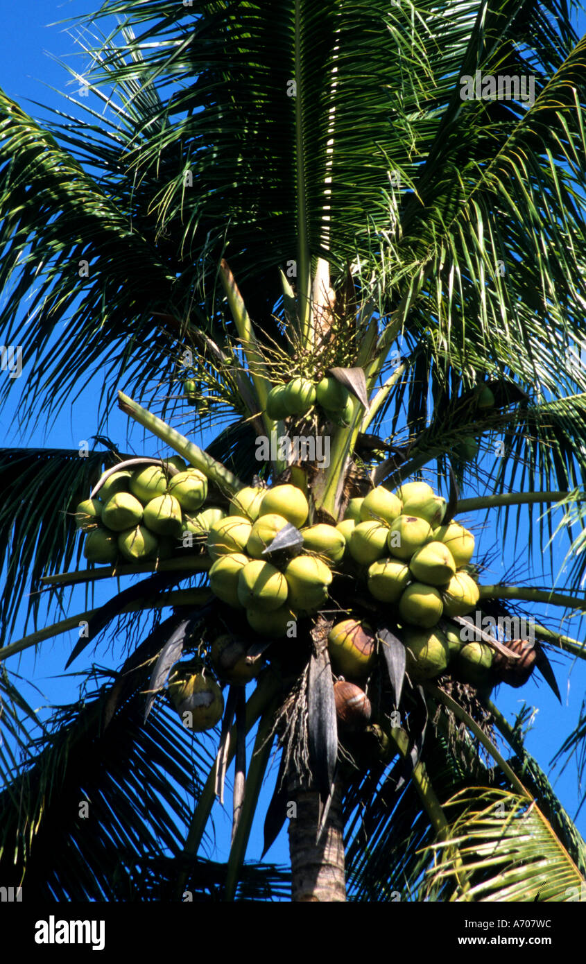 Dado di coco Palm tree Thailandia Thai maso contadino Palm Foto Stock