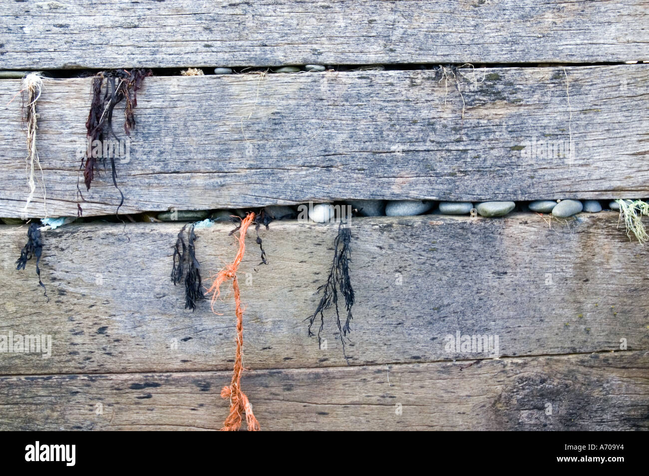 Ciottoli e alga intrappolata in un ceppo di legno Groyne parete in corrispondenza di Ynyslas Beach in Cardigan Bay, Wales, Regno Unito Foto Stock