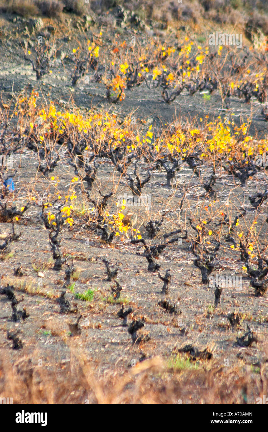 Maury. Roussillon. Vigne addestrati in Gobelet pruning. Foglie di vite. Vigneti. Vista spettacolare sulle montagne. La Francia. L'Europa. Foto Stock