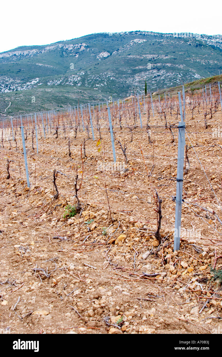 Mont Tauch Grotta cooperativa co-operativa in Tuchan. Fitou. Languedoc. Vigne addestrati in Cordon royat potatura. Viti giovani. Il terroir del suolo. La Francia. L'Europa. Vigneto. Montagne sullo sfondo. Foto Stock